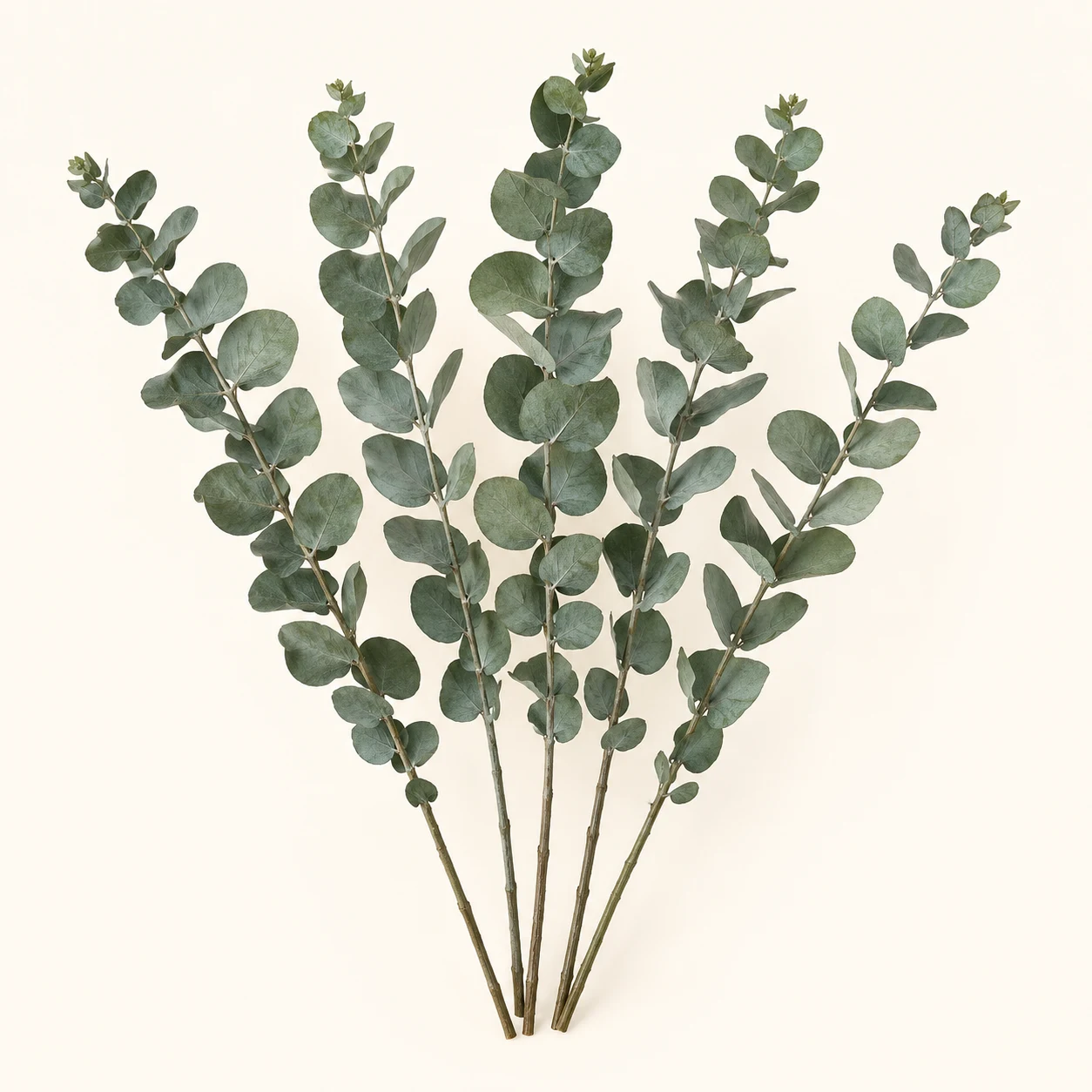 Preserved eucalyptus